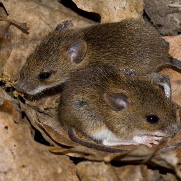 Уничтожения мышей в частном доме во Львове?