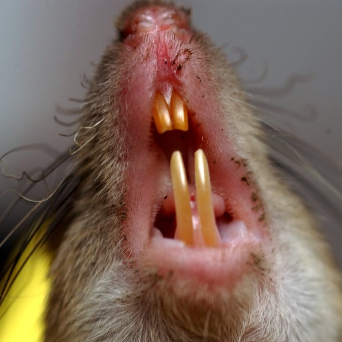 Дератизация крыс во Львове?